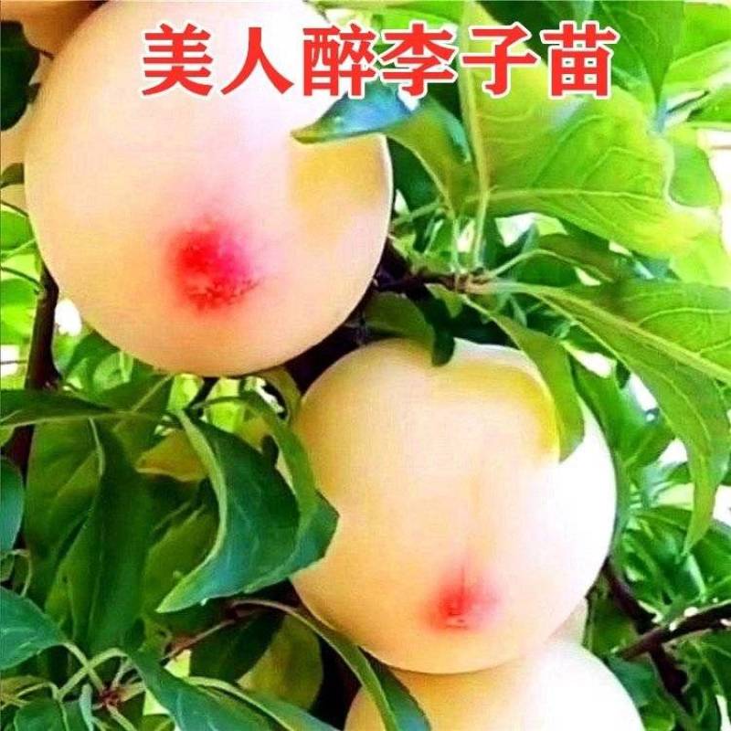 美人醉最新品种李子树苗嫁接李子果树苗抗寒耐旱南方北方盆栽