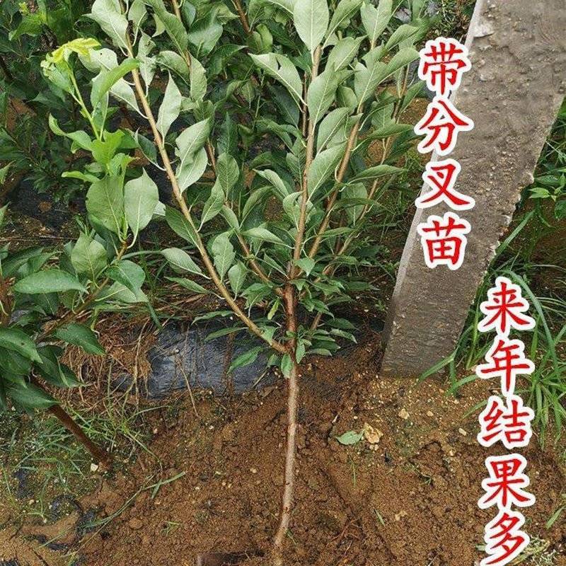 美人醉最新品种李子树苗嫁接李子果树苗抗寒耐旱南方北方盆栽