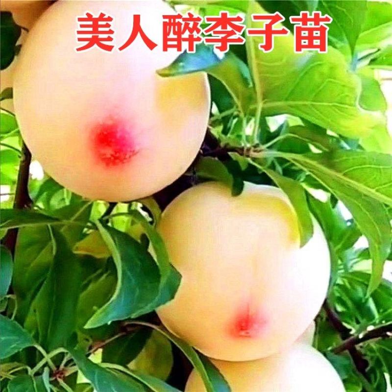 美人醉最新品种李子树苗嫁接李子果树苗抗寒耐旱南方北方盆栽