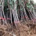 美人醉最新品种李子树苗嫁接李子果树苗抗寒耐旱南方北方盆栽