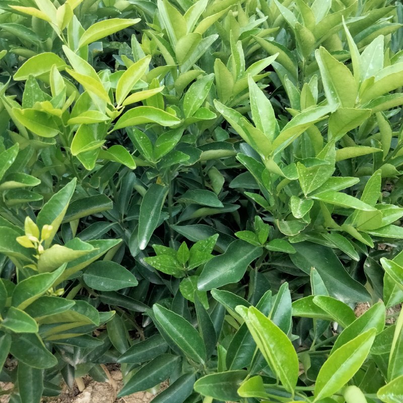 青皮蜜桔果苗一年苗，品种正宗，欢迎来苗场参观购买假一赔十