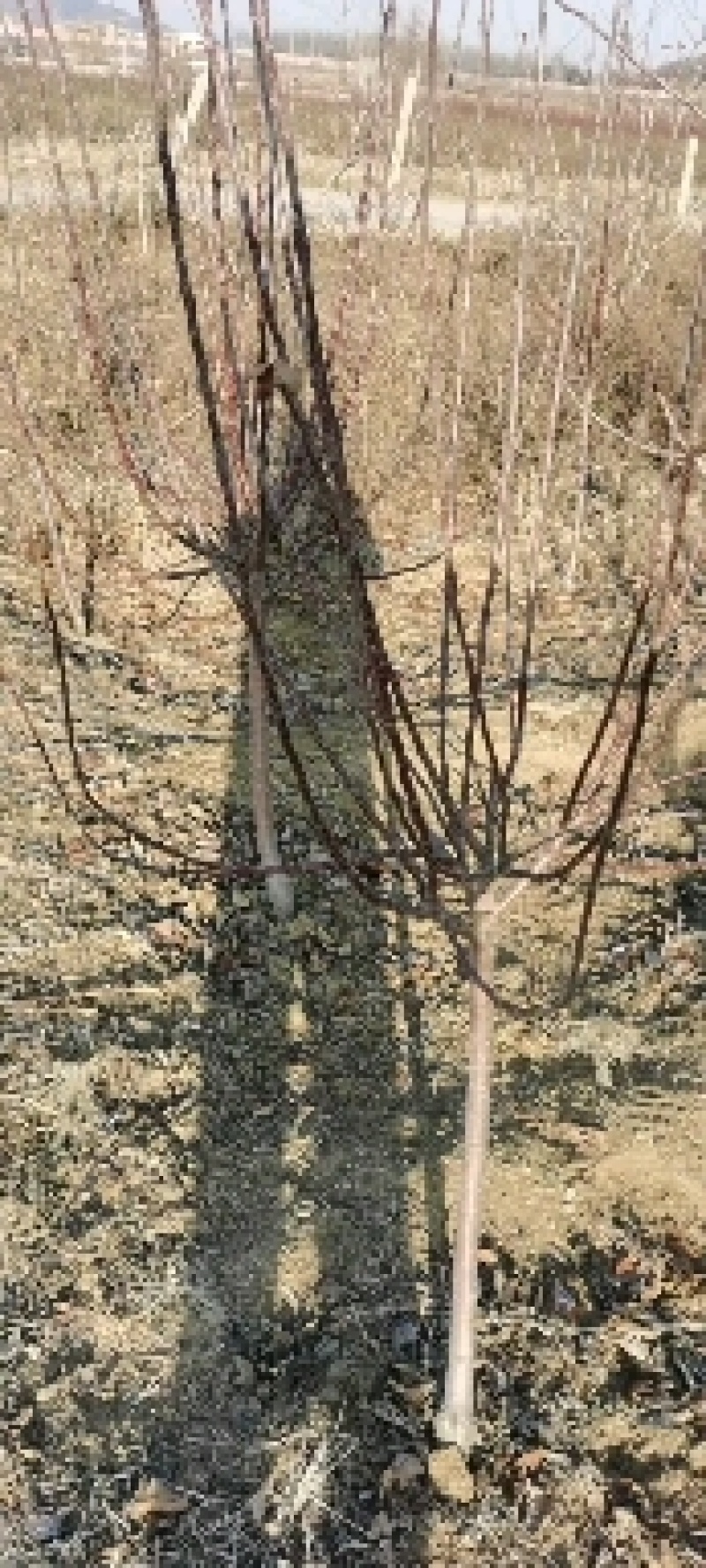 樱桃水果树苗车厘子树苗耐寒盆栽地载嫁接苗南北方种植当年结