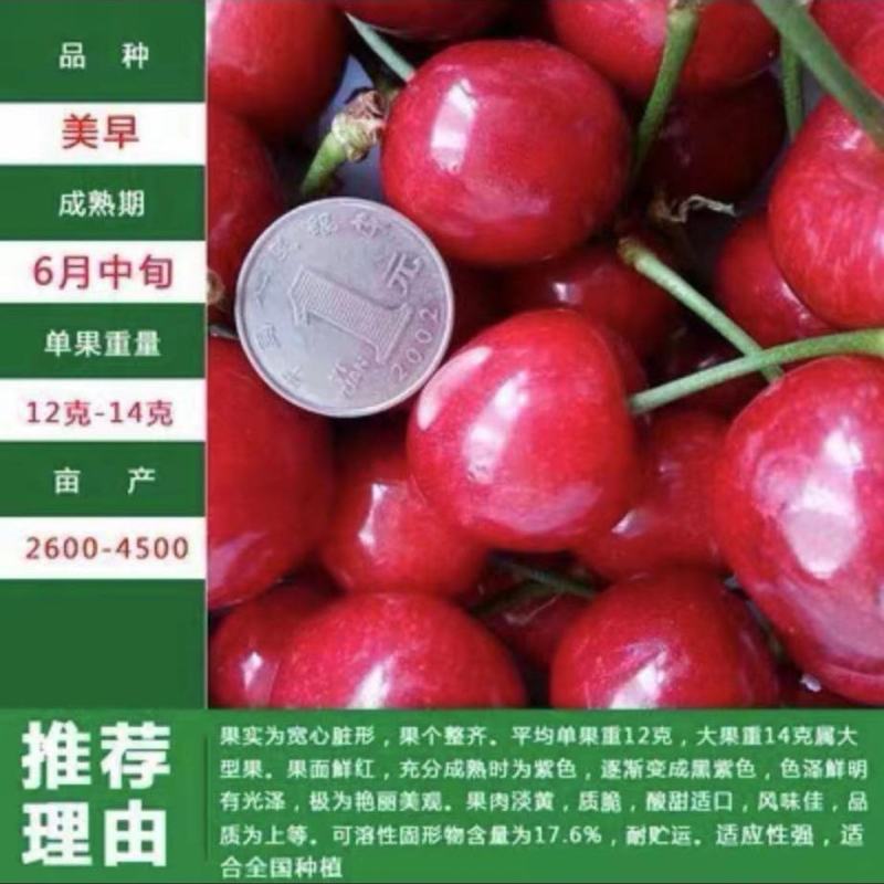 樱桃水果树苗车厘子树苗耐寒盆栽地载嫁接苗南北方种植当年结
