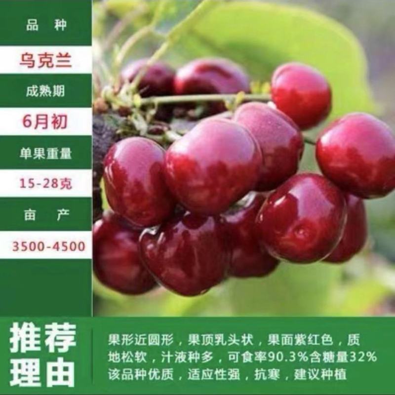 樱桃水果树苗车厘子树苗耐寒盆栽地载嫁接苗南北方种植当年结