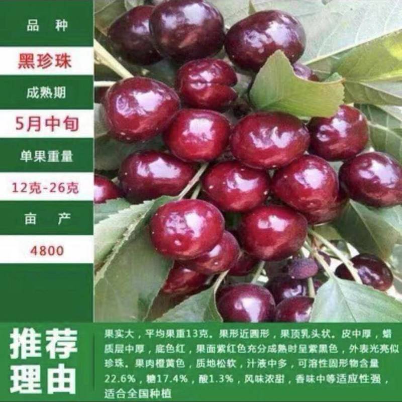樱桃水果树苗车厘子树苗耐寒盆栽地载嫁接苗南北方种植当年结