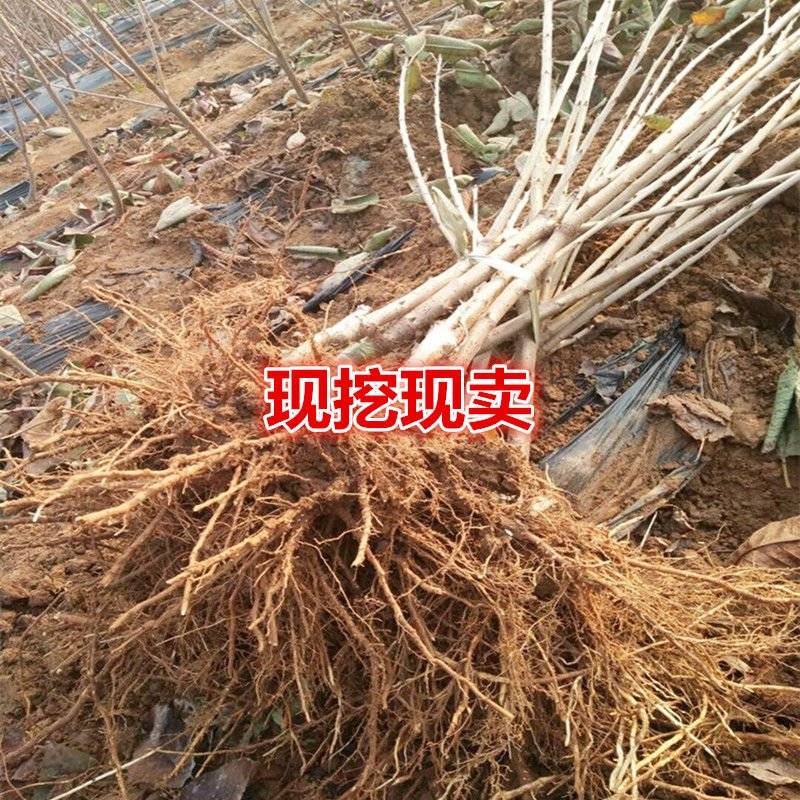 樱桃水果树苗车厘子树苗耐寒盆栽地载嫁接苗南北方种植当年结