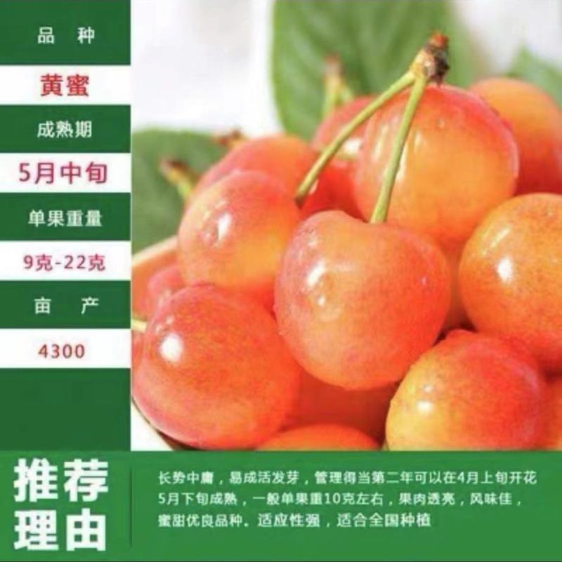 樱桃水果树苗车厘子树苗耐寒盆栽地载嫁接苗南北方种植当年结