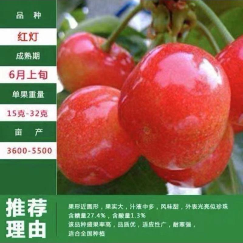樱桃水果树苗车厘子树苗耐寒盆栽地载嫁接苗南北方种植当年结