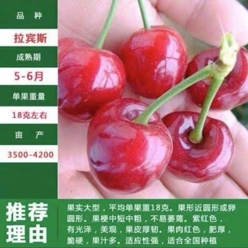 樱桃水果树苗车厘子树苗耐寒盆栽地载嫁接苗南北方种植当年结