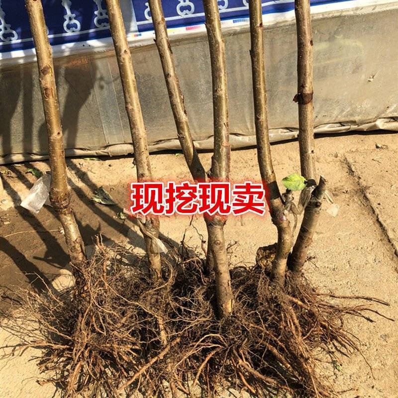 樱桃水果树苗车厘子树苗耐寒盆栽地载嫁接苗南北方种植当年结