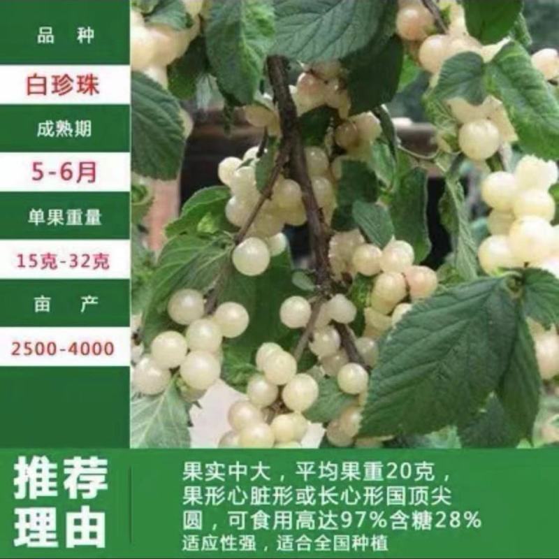 樱桃水果树苗车厘子树苗耐寒盆栽地载嫁接苗南北方种植当年结