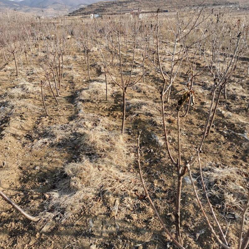 樱桃水果树苗车厘子树苗耐寒盆栽地载嫁接苗南北方种植当年结