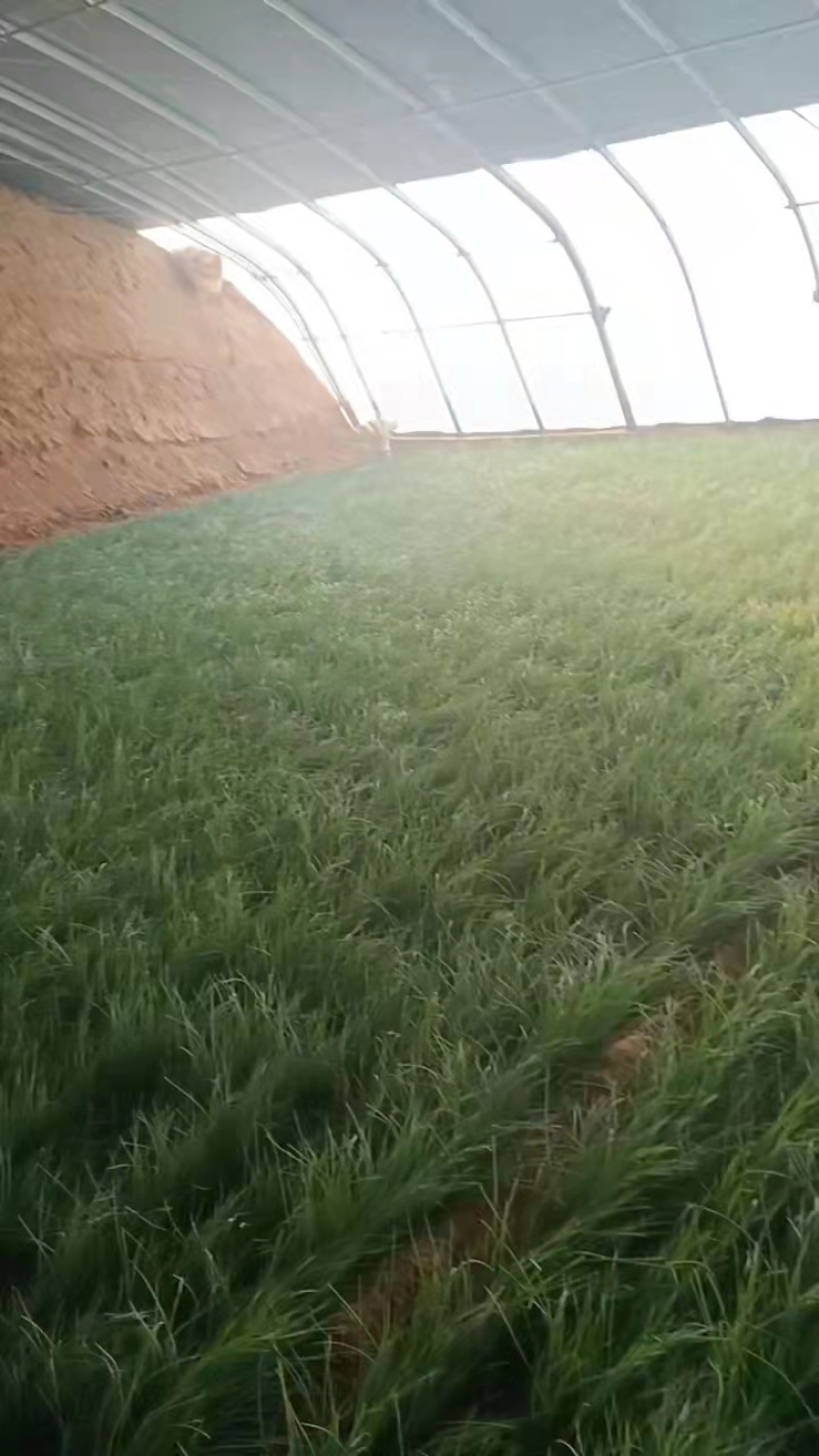 可视频看货，支持全国发货