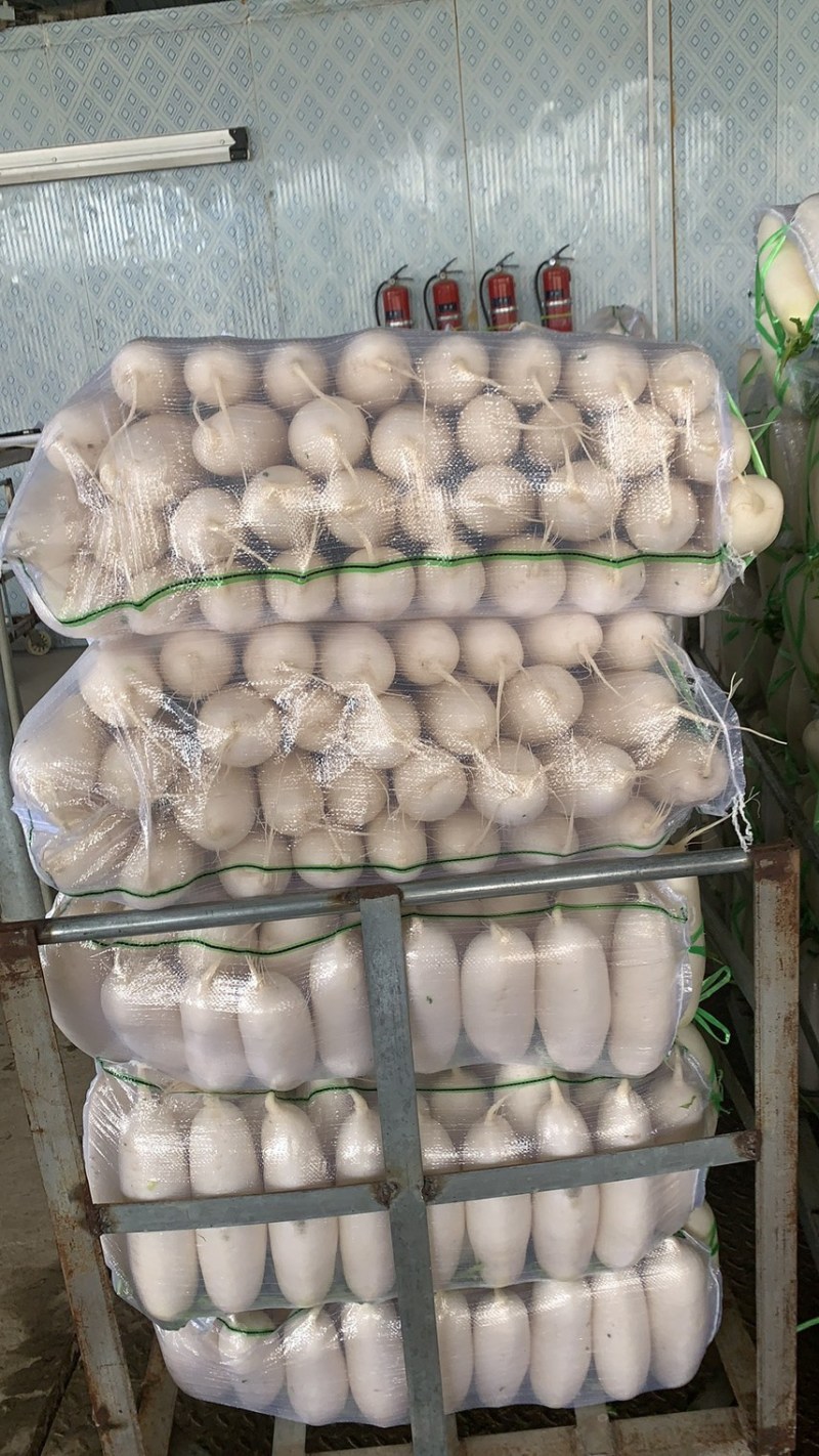 四川精品白萝卜基地直供质量保证货源充足