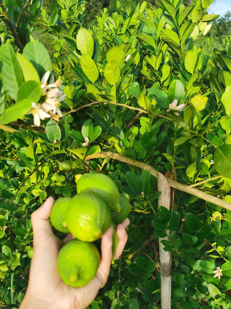 一级无籽香水柠檬香味浓郁自产自销广东香水柠檬