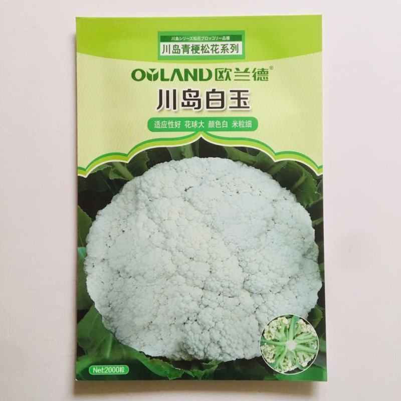 川岛白玉青梗松花菜种子春秋花菜品种颜色白高产花菜种子