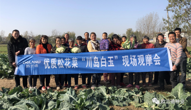 川岛白玉青梗松花菜种子春秋花菜品种颜色白高产花菜种子