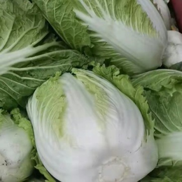 大白菜