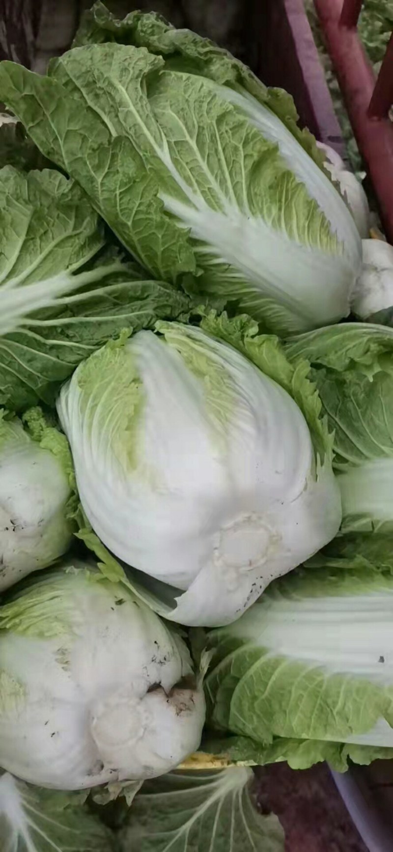 大白菜