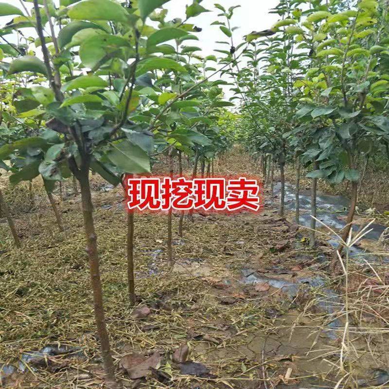 嫁接梨树苗批发秋月梨果树苗盆栽地栽南北方种植正品特大红