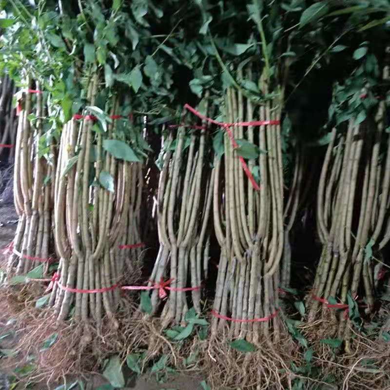 嫁接梨树苗批发秋月梨果树苗盆栽地栽南北方种植正品特大红
