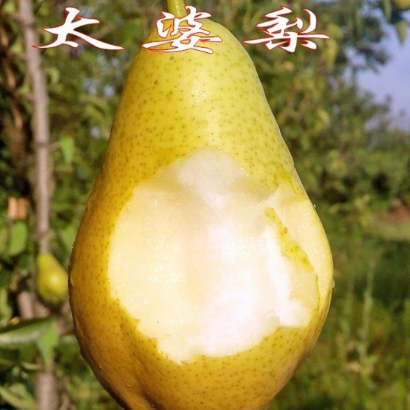 嫁接梨树苗批发秋月梨果树苗盆栽地栽南北方种植正品特大红