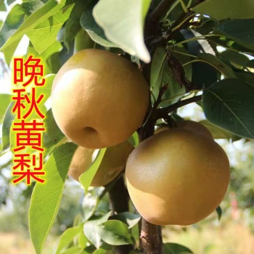 嫁接梨树苗批发秋月梨果树苗盆栽地栽南北方种植正品特大红