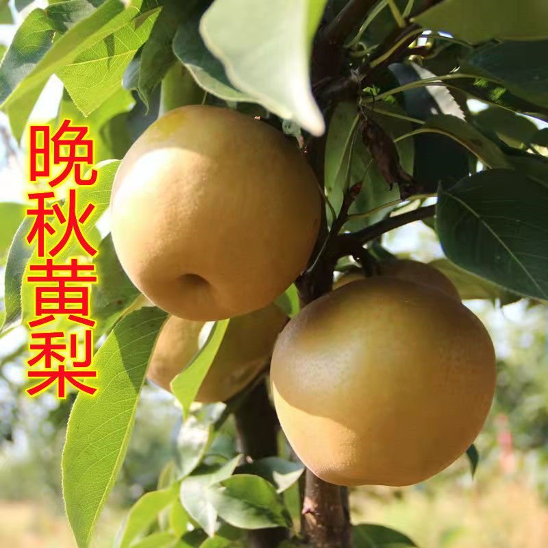 嫁接梨树苗批发秋月梨果树苗盆栽地栽南北方种植正品特大红