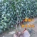 嫁接梨树苗批发秋月梨果树苗盆栽地栽南北方种植正品特大红