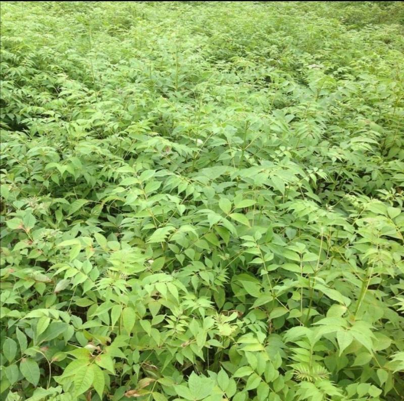刺嫩芽苗，长白山东北吉林刺嫩芽苗，带土发货，