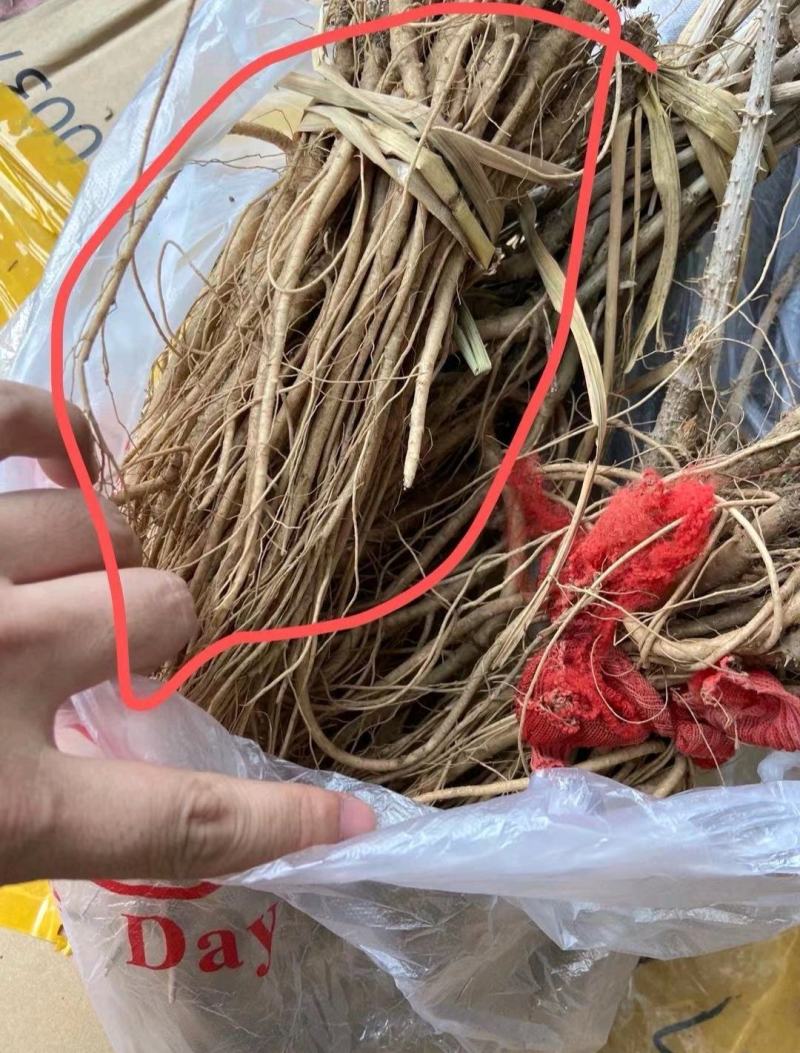 刺嫩芽苗，长白山东北吉林刺嫩芽苗，带土发货，