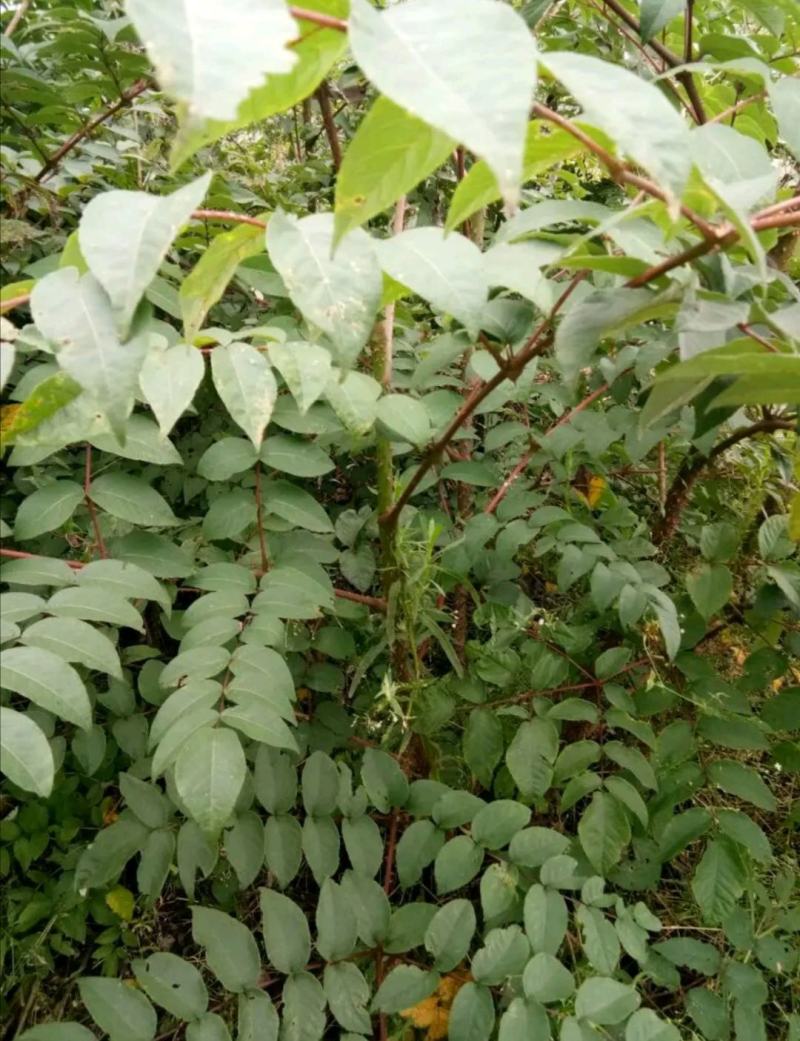 刺嫩芽苗，长白山东北吉林刺嫩芽苗，带土发货，