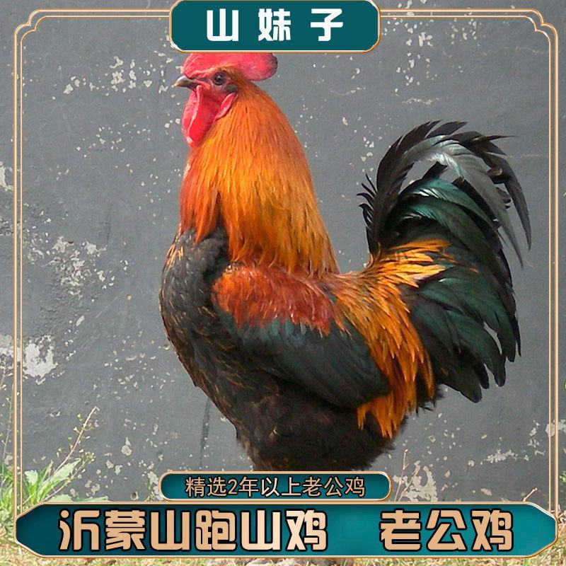 草药大公鸡，1年生长期散养，喂食金银花，三七，海药本草