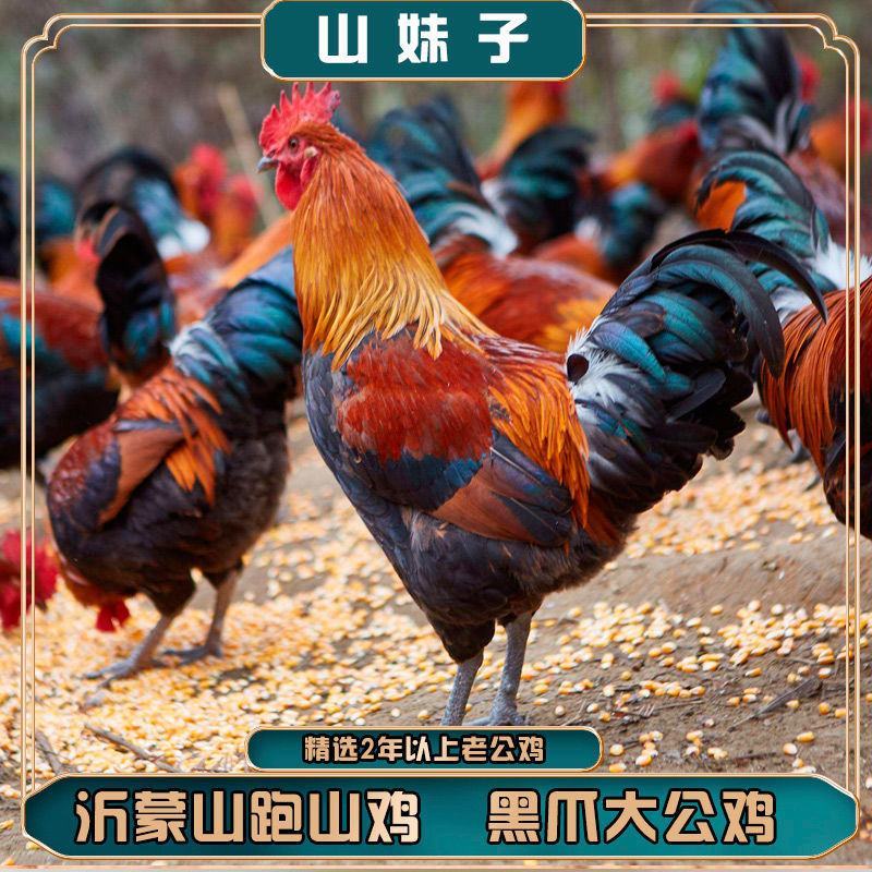 草药大公鸡，1年生长期散养，喂食金银花，三七，海药本草