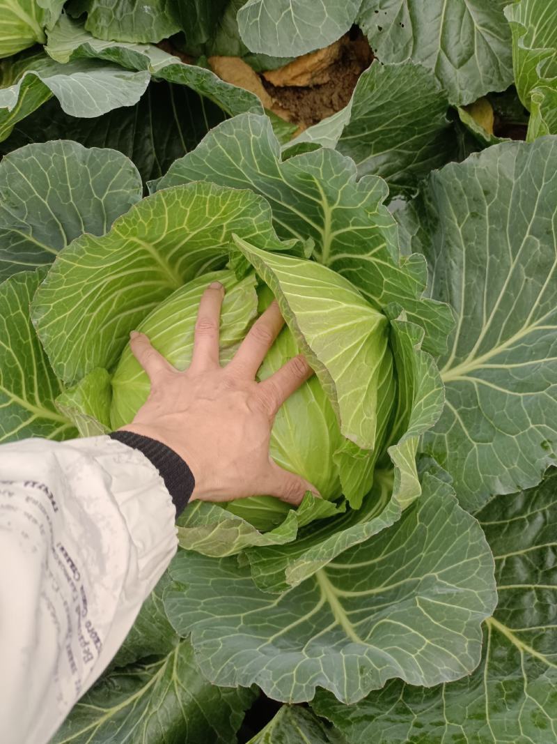 莲花白