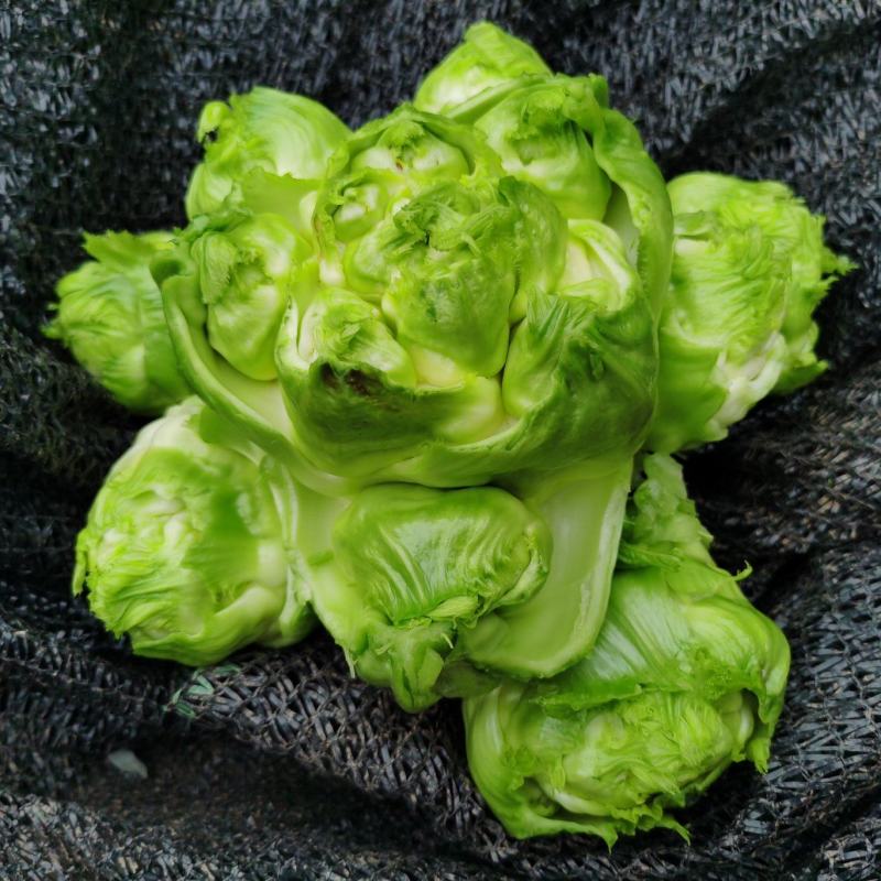 基地直销精品儿菜量大从优