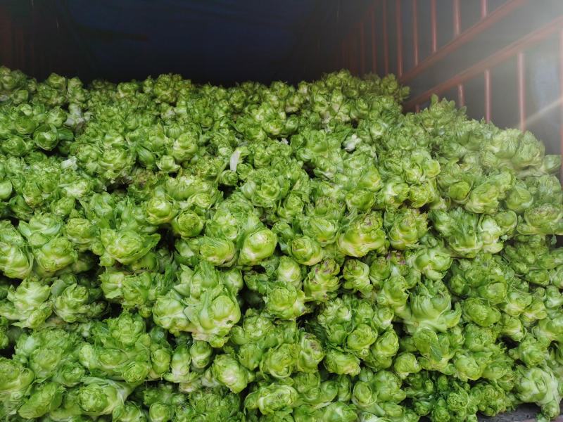 基地直销精品儿菜量大从优