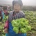 基地直销精品儿菜量大从优