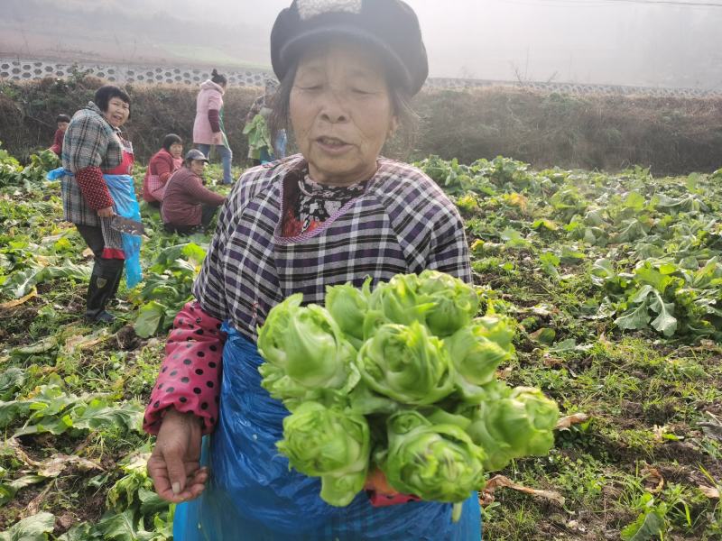 基地直销精品儿菜量大从优