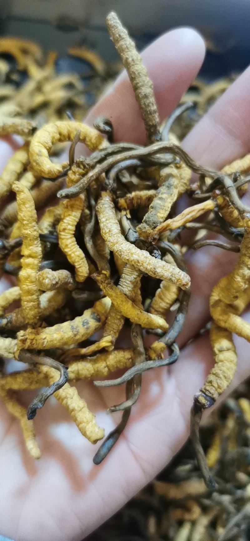 【好货】冬虫夏草，品质保证，一手货源，全国发货