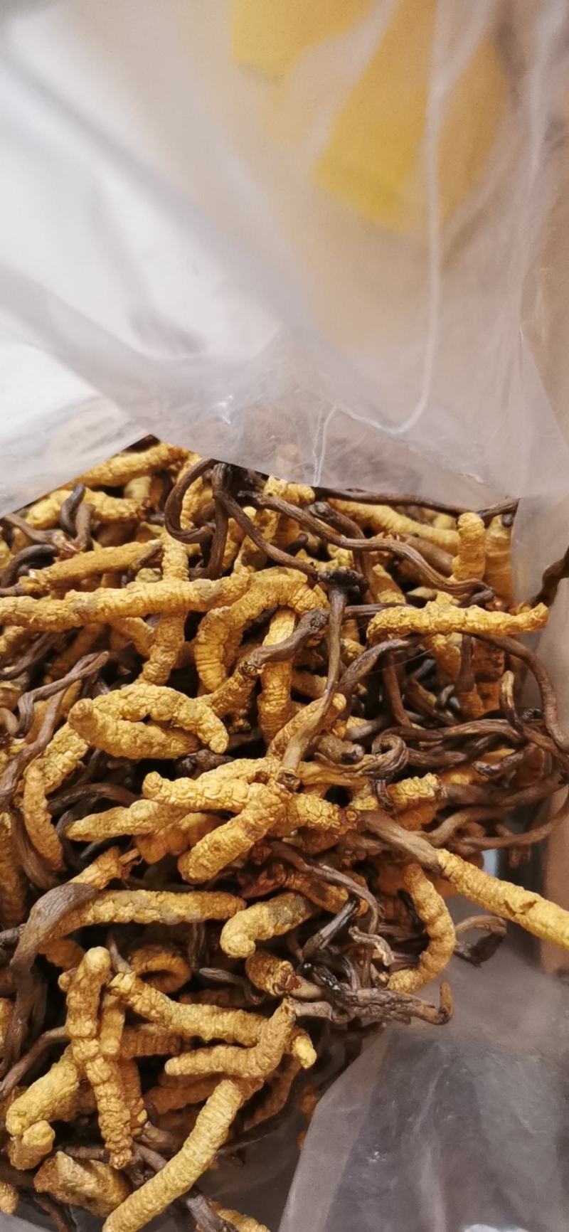 【好货】冬虫夏草，品质保证，一手货源，全国发货