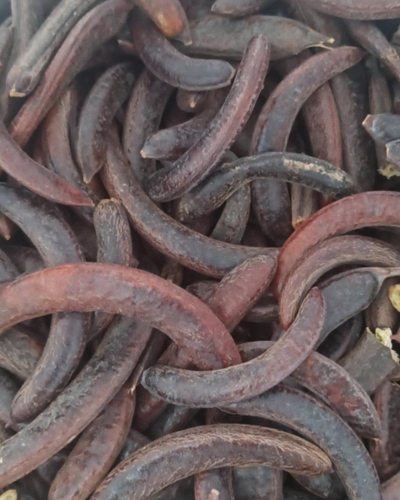 芽皂猪牙皂中药材批发猪牙皂质量保证量大从优