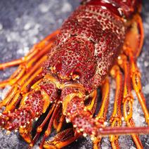 澳洲龙虾红龙澳龙花龙岩龙虾海鲜鲜活冷冻年货