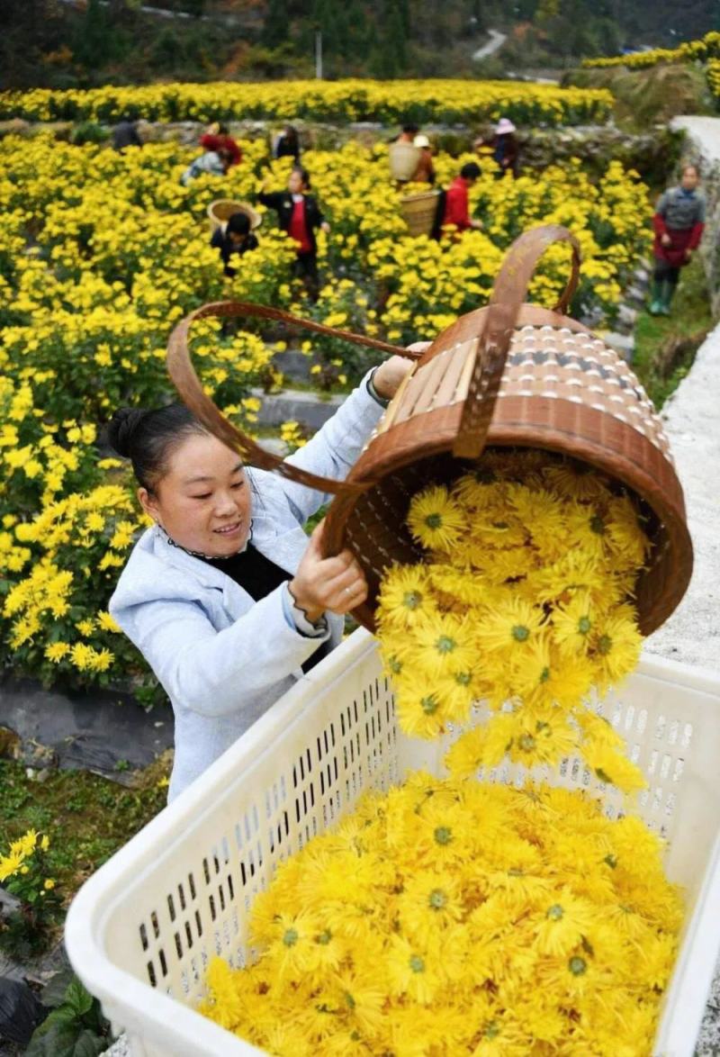 2022菊花新货冲泡开来花朵硕大花瓣紧实口感100朵一袋