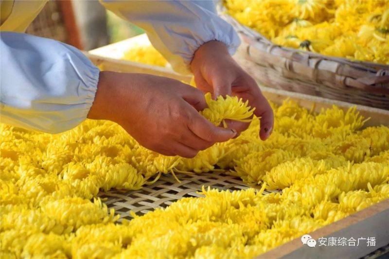 2022菊花新货冲泡开来花朵硕大花瓣紧实口感100朵一袋