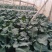 【推荐】山东优质精品西兰花产地现货一手货源保质保量