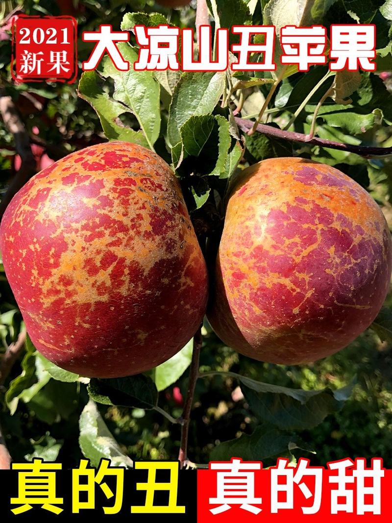 大凉山冰糖心丑苹果次果，适合酿酒。