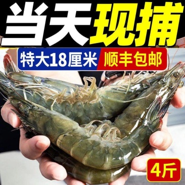 4斤海捕大虾新鲜大对虾海鲜水产鲜活活虾冷冻基围虾生鲜