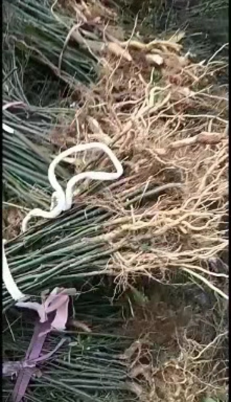 岗梅苗正宗江西小叶岗梅苗免费提供种植及回收参考