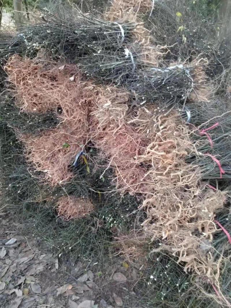 岗梅苗正宗江西小叶岗梅苗免费提供种植及回收参考